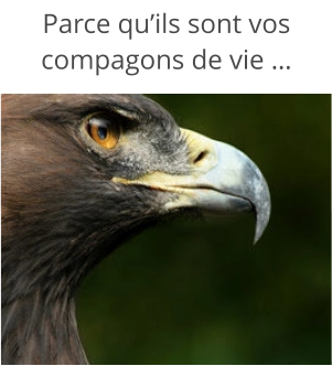 Parce qu’ils sont vos compagons de vie …