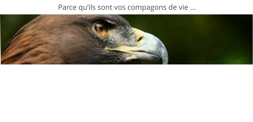 Parce qu’ils sont vos compagons de vie …