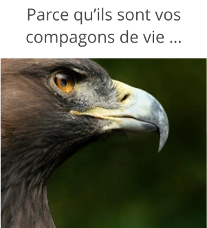 Parce qu’ils sont vos compagons de vie …