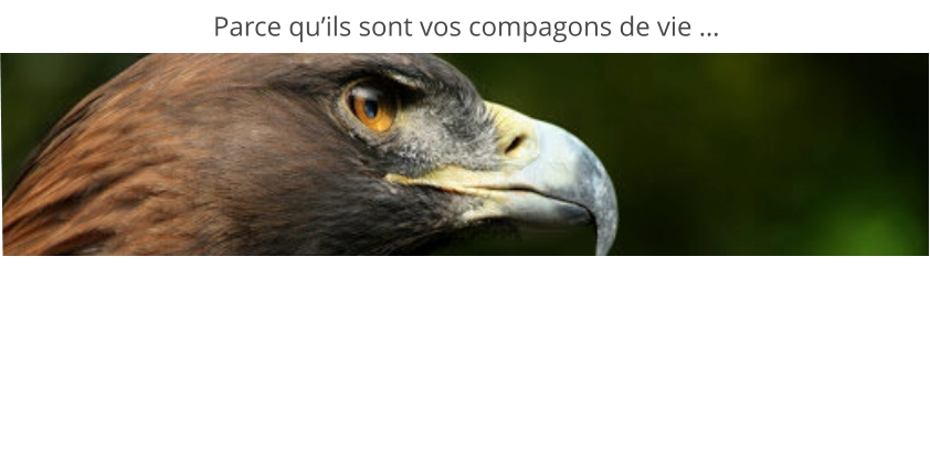 Parce qu’ils sont vos compagons de vie …