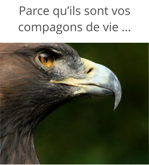 Parce qu’ils sont vos compagons de vie …
