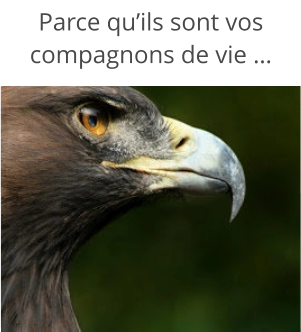Parce qu’ils sont vos compagnons de vie …