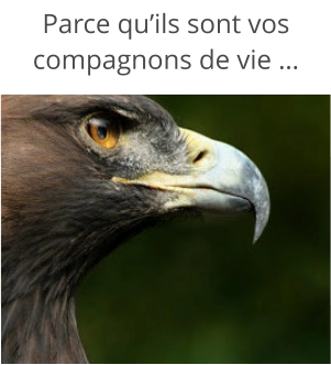 Parce qu’ils sont vos compagnons de vie …