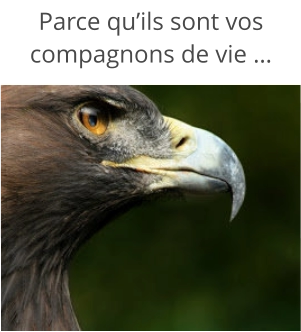 Parce qu’ils sont vos compagnons de vie …