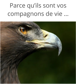 Parce qu’ils sont vos compagnons de vie …