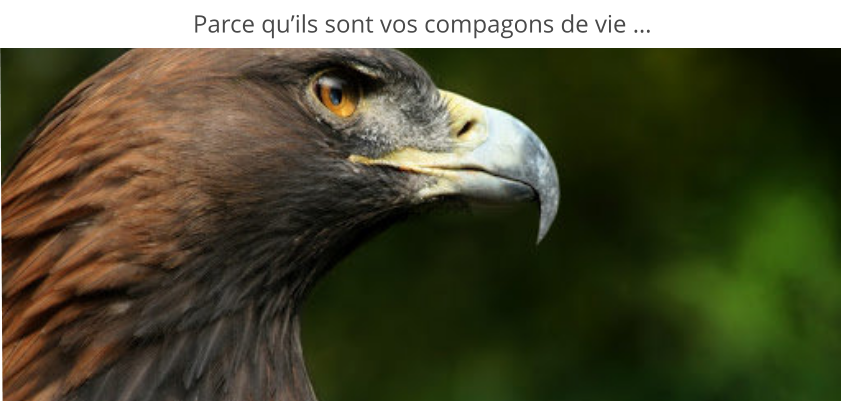 Parce qu’ils sont vos compagons de vie …
