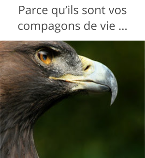 Parce qu’ils sont vos compagons de vie …