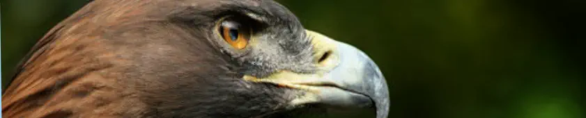 veterinaire specialiste aigle et faucon