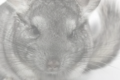 veterinaire specialiste chinchilla