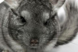 veterinaire specialiste chinchilla
