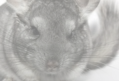 veterinaire specialiste chinchilla