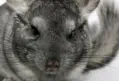veterinaire specialiste chinchilla