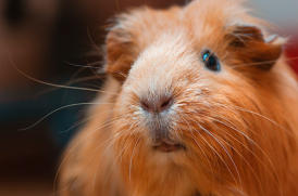 veterinaire specialiste cobaye cochon d inde