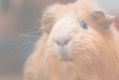 veterinaire specialiste cobaye cochon d inde