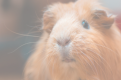 veterinaire specialiste cobaye cochon d inde