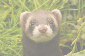 veterinaire specialiste furet