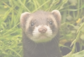 veterinaire specialiste furet