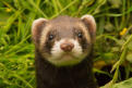 veterinaire specialiste furet