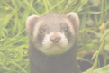 veterinaire specialiste furet