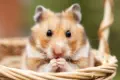 veterinaire specialiste hamster et gerbille