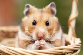 veterinaire specialiste hamster et gerbille