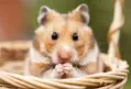 veterinaire specialiste hamster et gerbille
