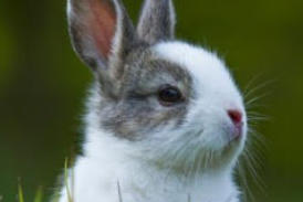 veterinaire specialiste lapin