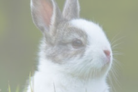 veterinaire specialiste lapin