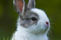 veterinaire specialiste lapin