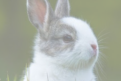 veterinaire specialiste lapin