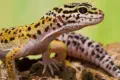 veterinaire specialiste lezard gecko