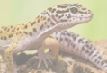 veterinaire specialiste lezard gecko