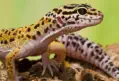 veterinaire specialiste lezard gecko
