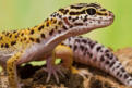 veterinaire specialiste lezard gecko