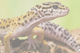 veterinaire specialiste lezard gecko