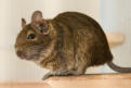 veterinaire specialiste octodon