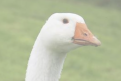 veterinaire specialiste oie et canard