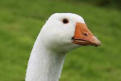 veterinaire specialiste oie et canard