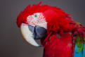 veterinaire specialiste perroquet