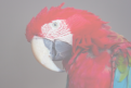 veterinaire specialiste perroquet