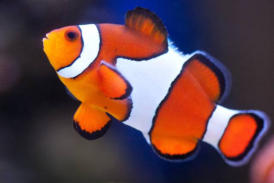 veterinaire specialiste poisson