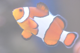 veterinaire specialiste poisson