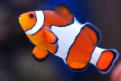 veterinaire specialiste poisson