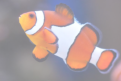 veterinaire specialiste poisson