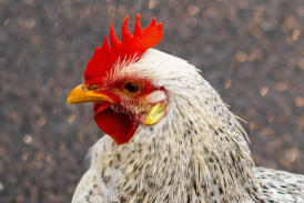veterinaire specialiste poule et basse-court