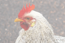 veterinaire specialiste poule et basse-court