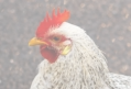 veterinaire specialiste poule et basse-court