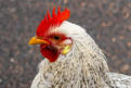 veterinaire specialiste poule et basse-court