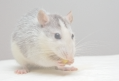 veterinaire specialiste rat et souris
