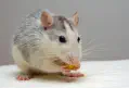 veterinaire specialiste rat et souris